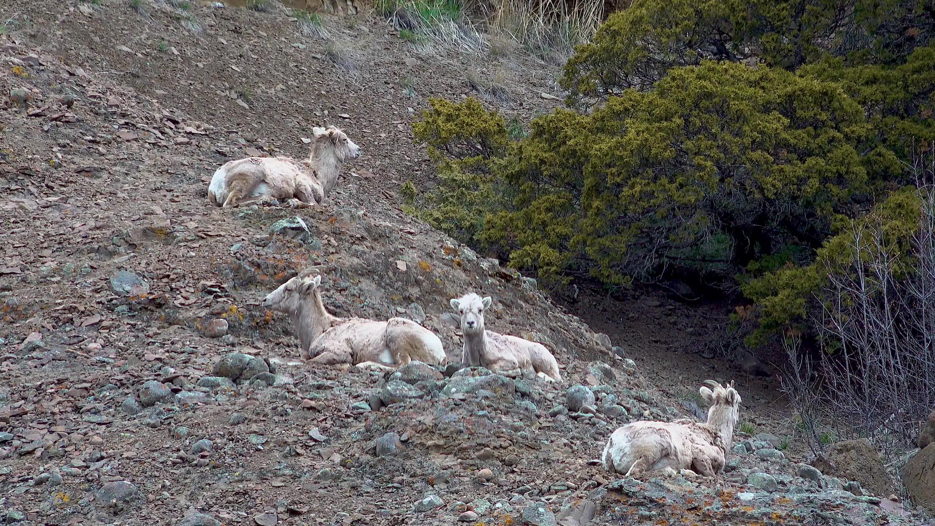 山坡上的大绵羊蒙大拿山和乌亚山上的绵羊视频的预览图