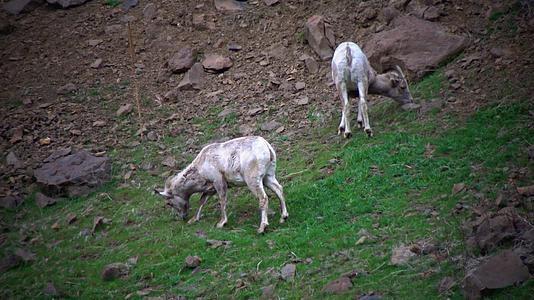 大角羊是北达科他州最稀有的大型野生动物视频的预览图