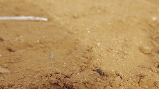 干沙上的小甲虫视频的预览图
