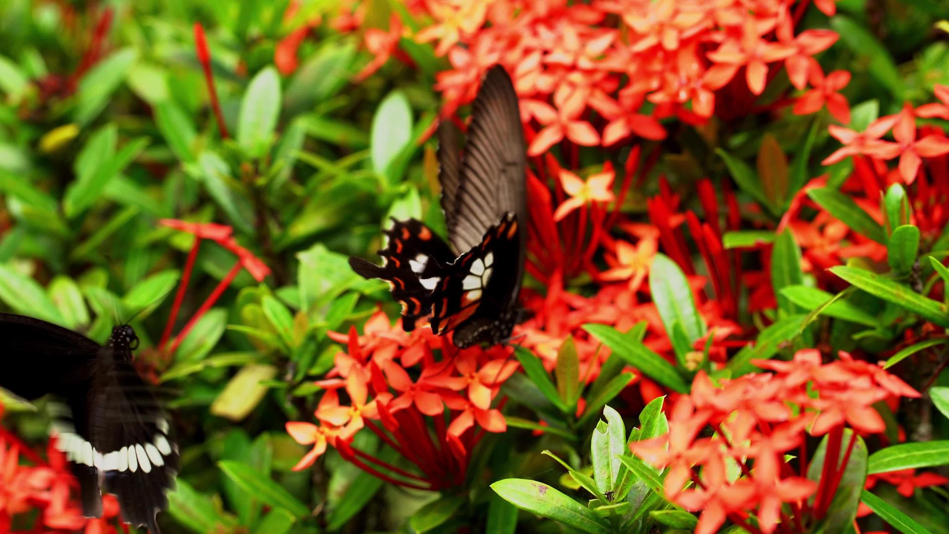 几只热带蝴蝶在花园里授粉花视频的预览图
