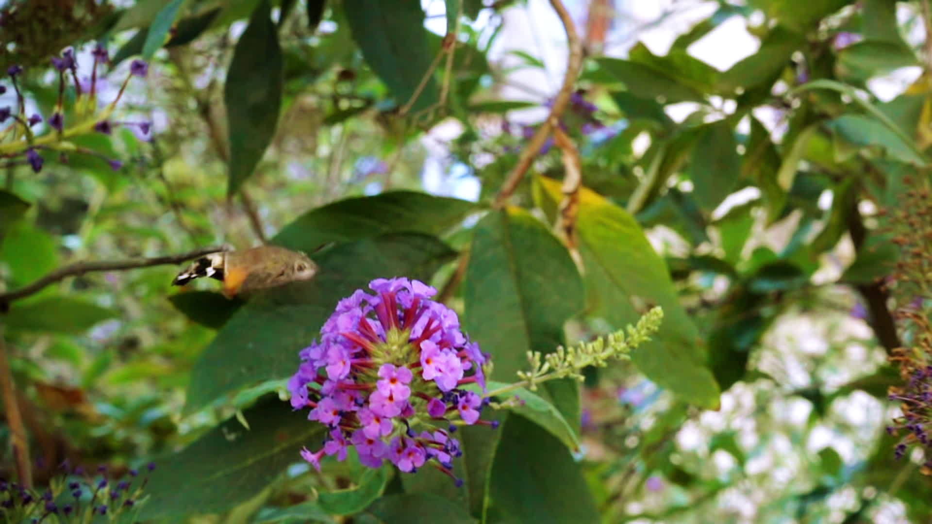 夏天飞蛾在花园里飞翔视频的预览图