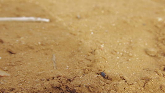 沙漠甲虫电影院站在一堆干沙上视频的预览图
