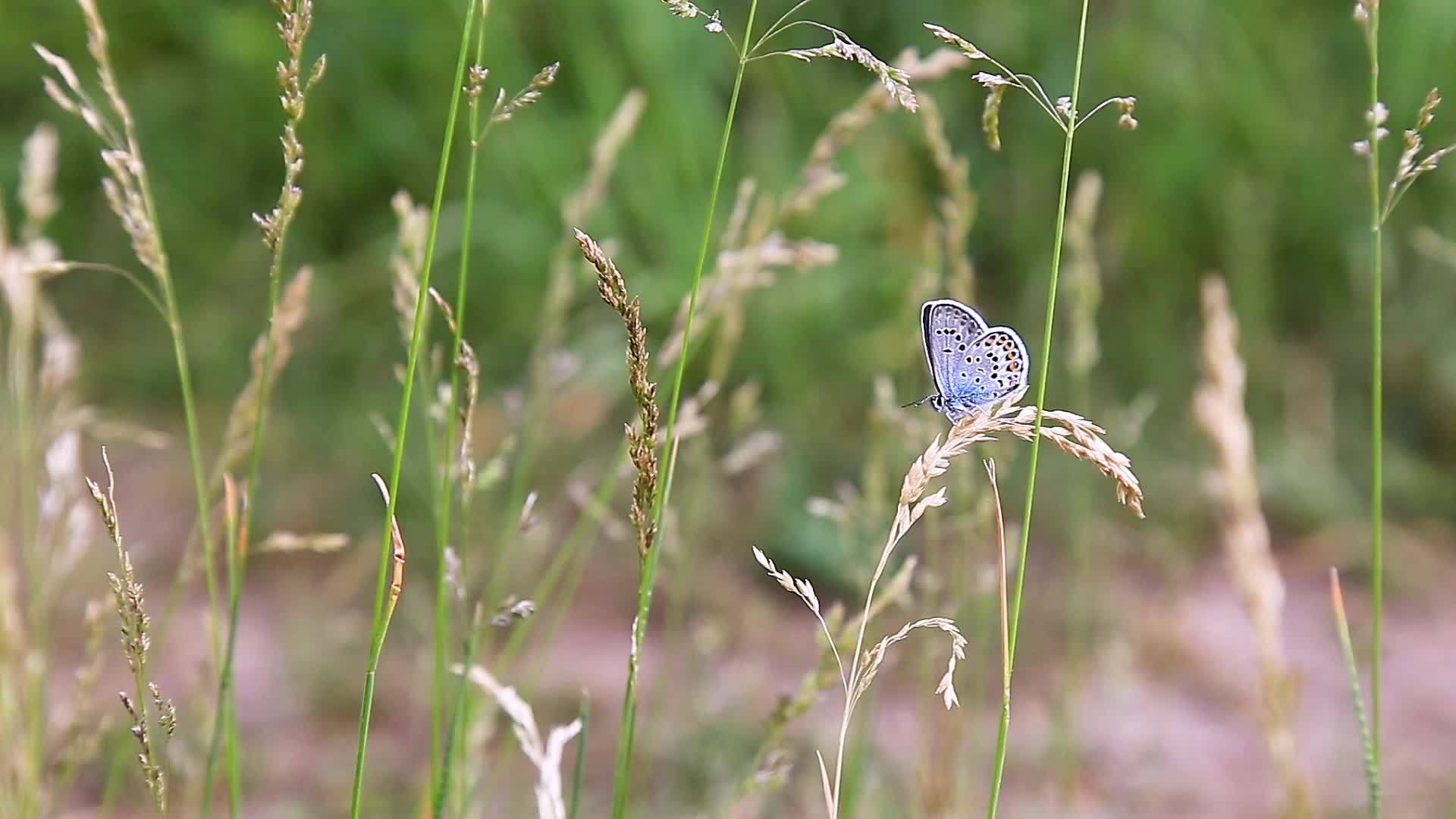 草地上的普通蓝蝴蝶视频的预览图