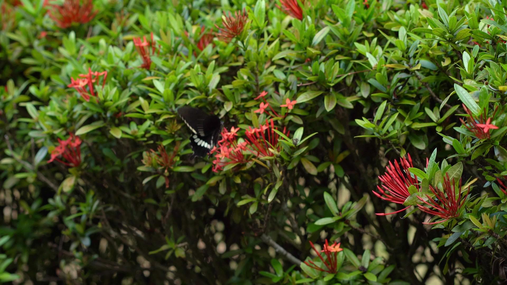 一只非常美丽的蝴蝶在绿树上教粉红色的花朵视频的预览图