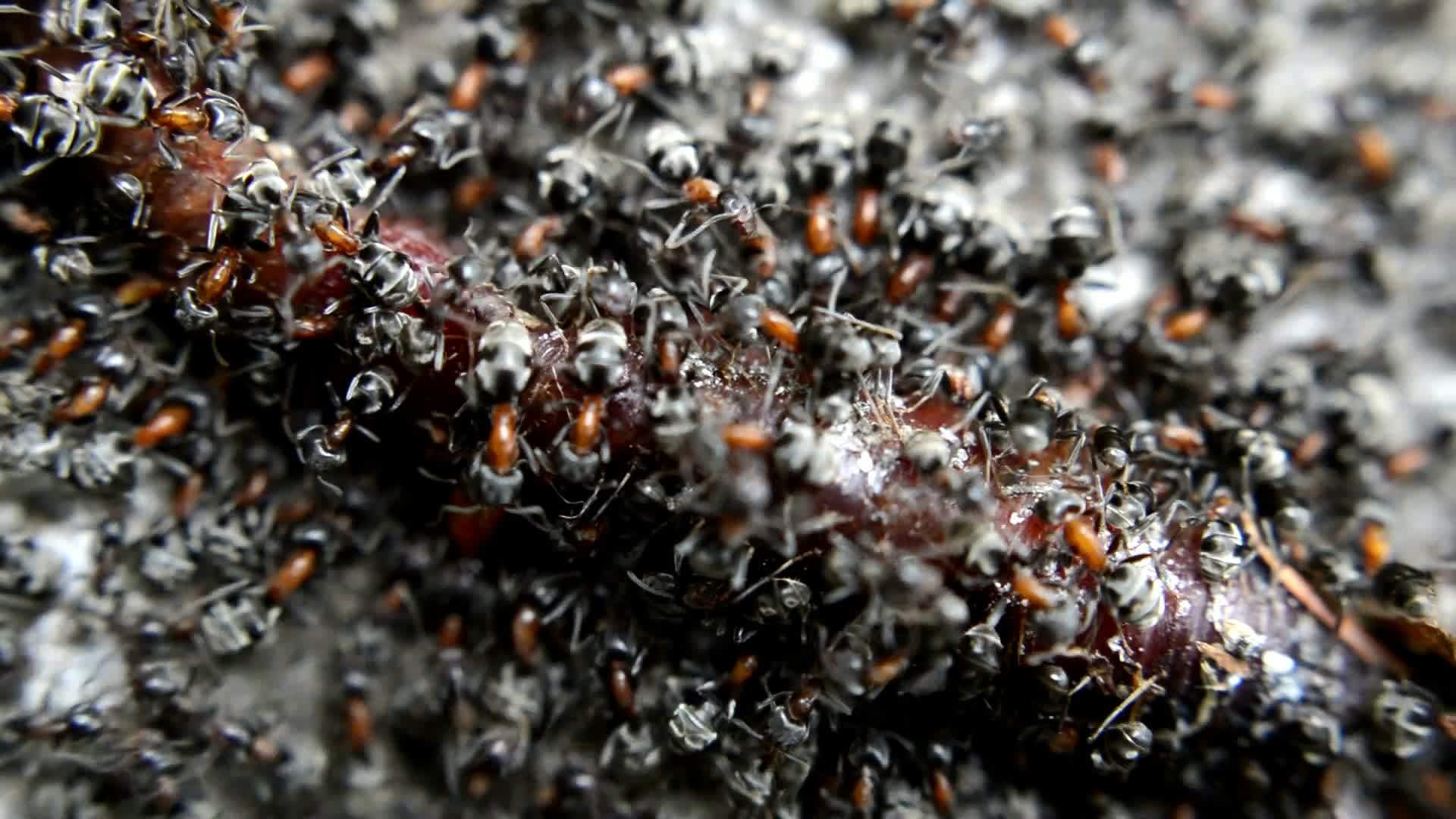 黑蚂蚁在死蠕虫上关闭视频的预览图