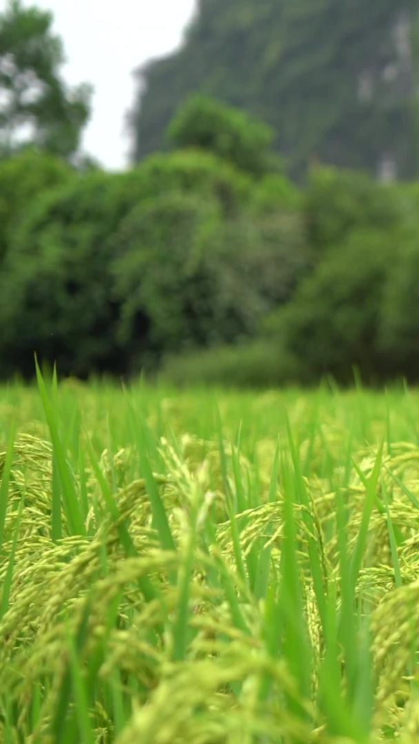 秋天山脚下的稻田升格运镜视频的预览图