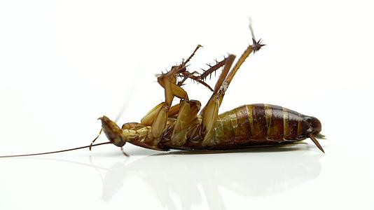向蟑螂喷洒杀虫剂后躺在白色背景上视频的预览图
