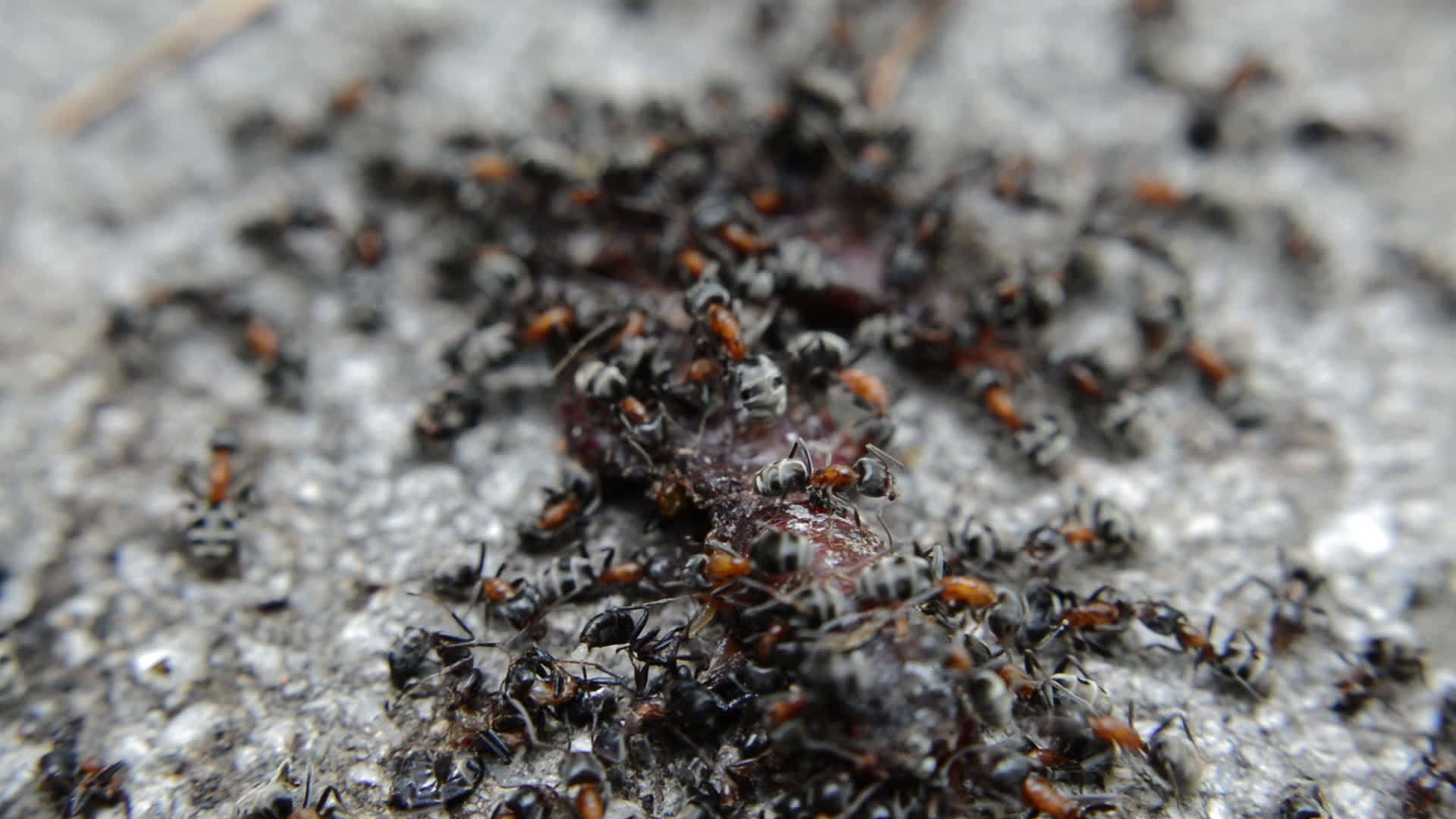 黑蚂蚁在死蠕虫上视频的预览图