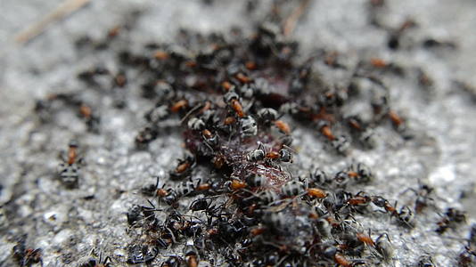 黑蚂蚁在死蠕虫上视频的预览图