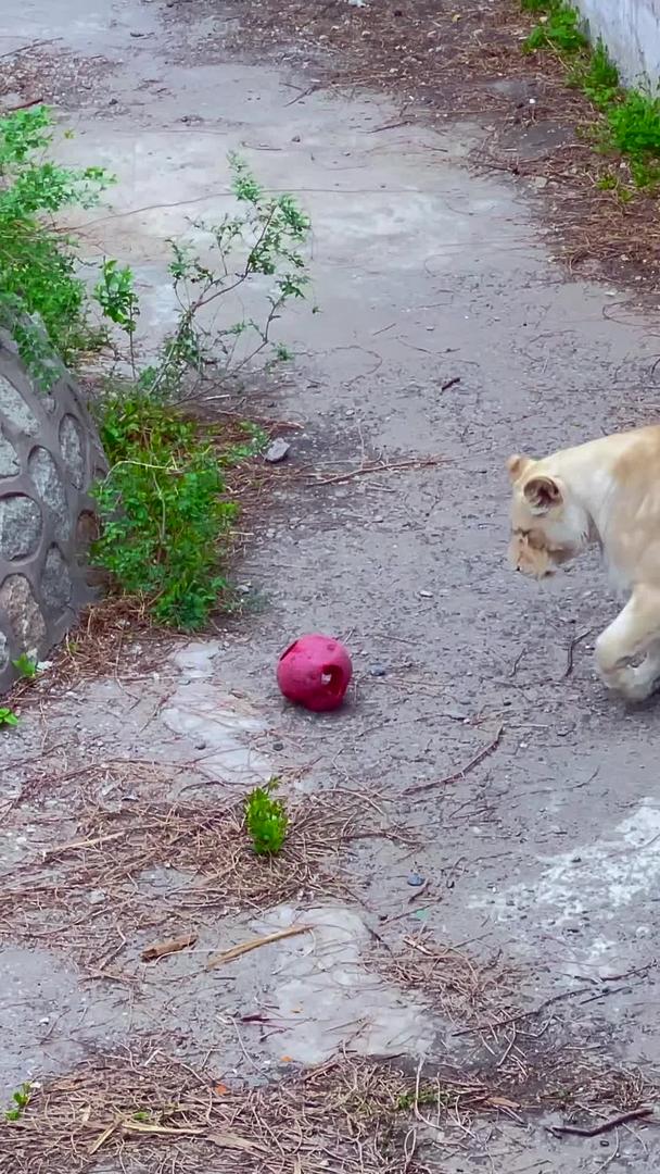在北京动物园里实拍母狮玩球视频的预览图