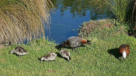 野鸭和婴儿在河边的植物园里视频的预览图