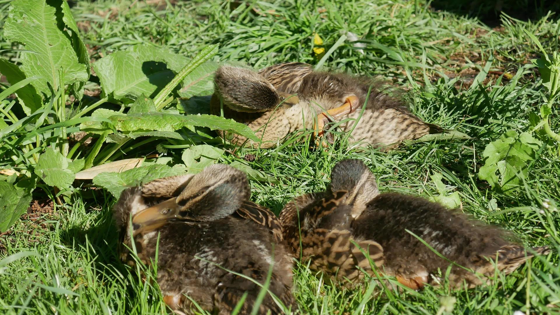 野鸭一家睡在植物园里视频的预览图
