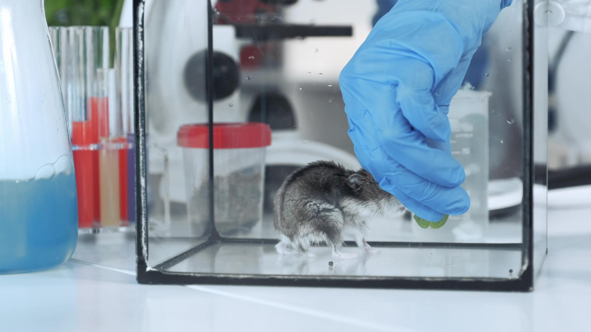 科学家通过食用仓鼠有机材料进行实验；以及视频的预览图