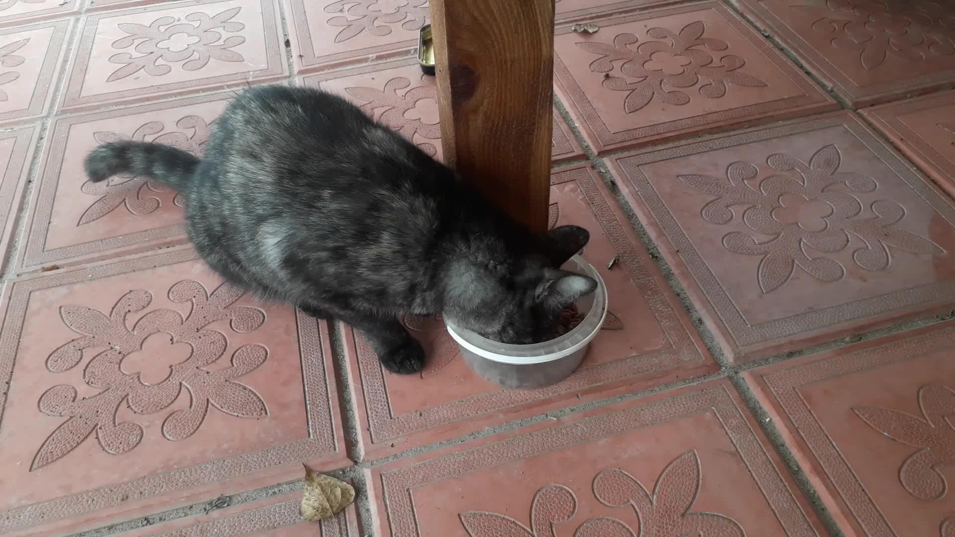猫只吃碗里的干猫食视频的预览图