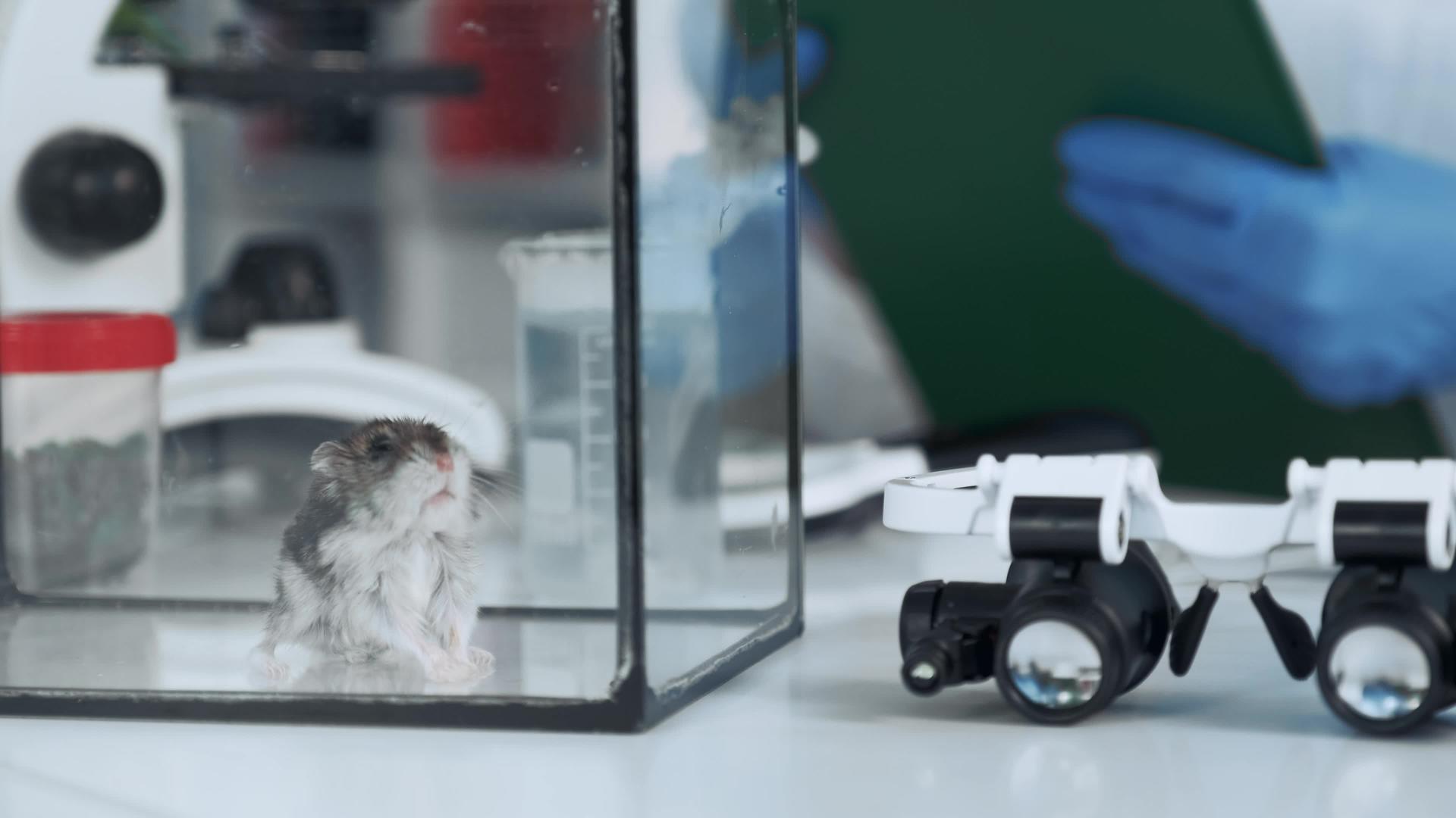仓鼠在化学实验室玻璃容器中的近距离观察视频的预览图