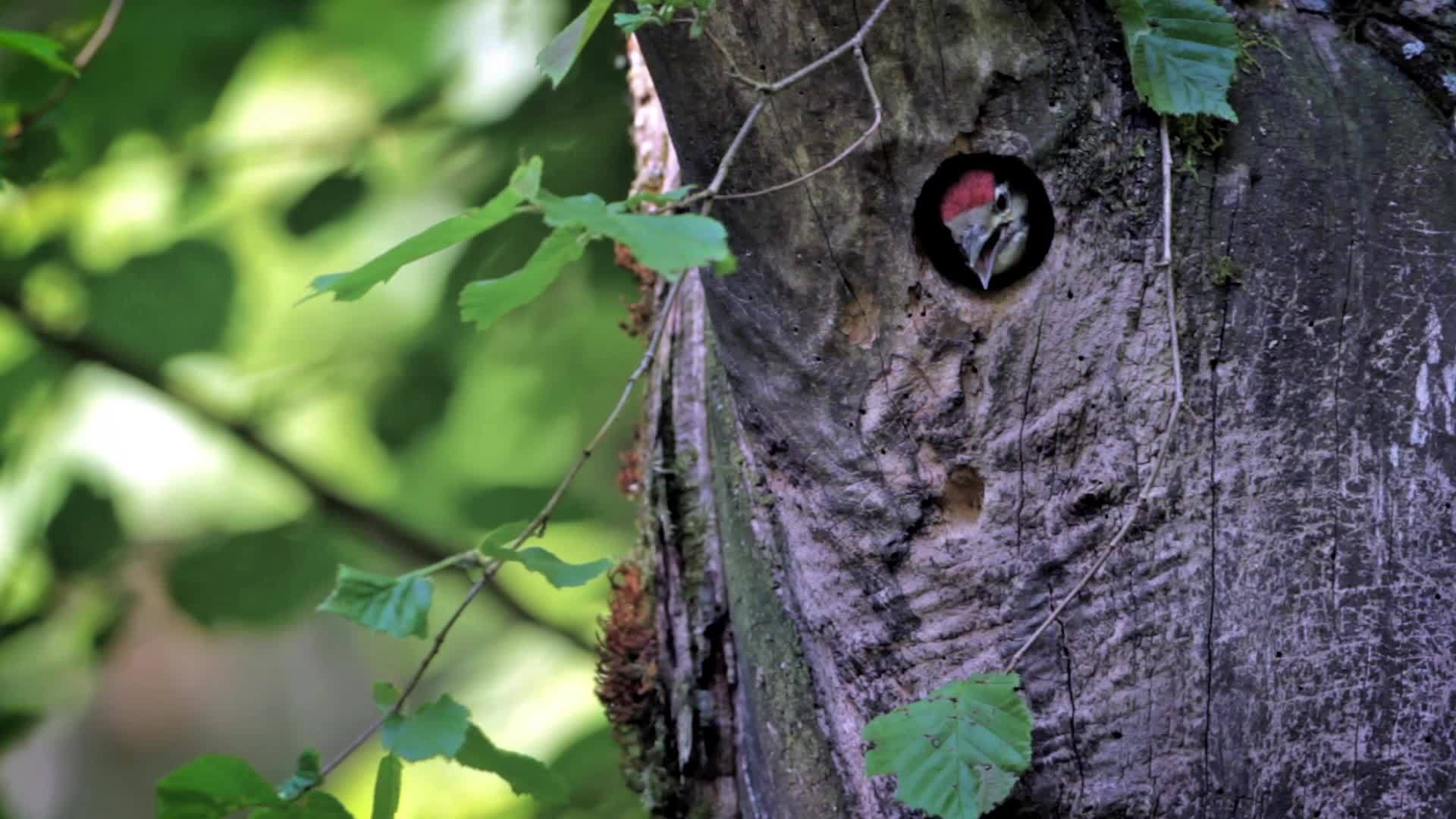 在树洞中发现的大斑点啄木鸟视频的预览图