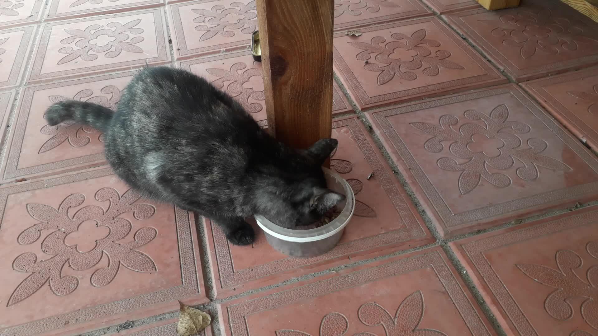 猫只吃碗里的干猫粮视频的预览图
