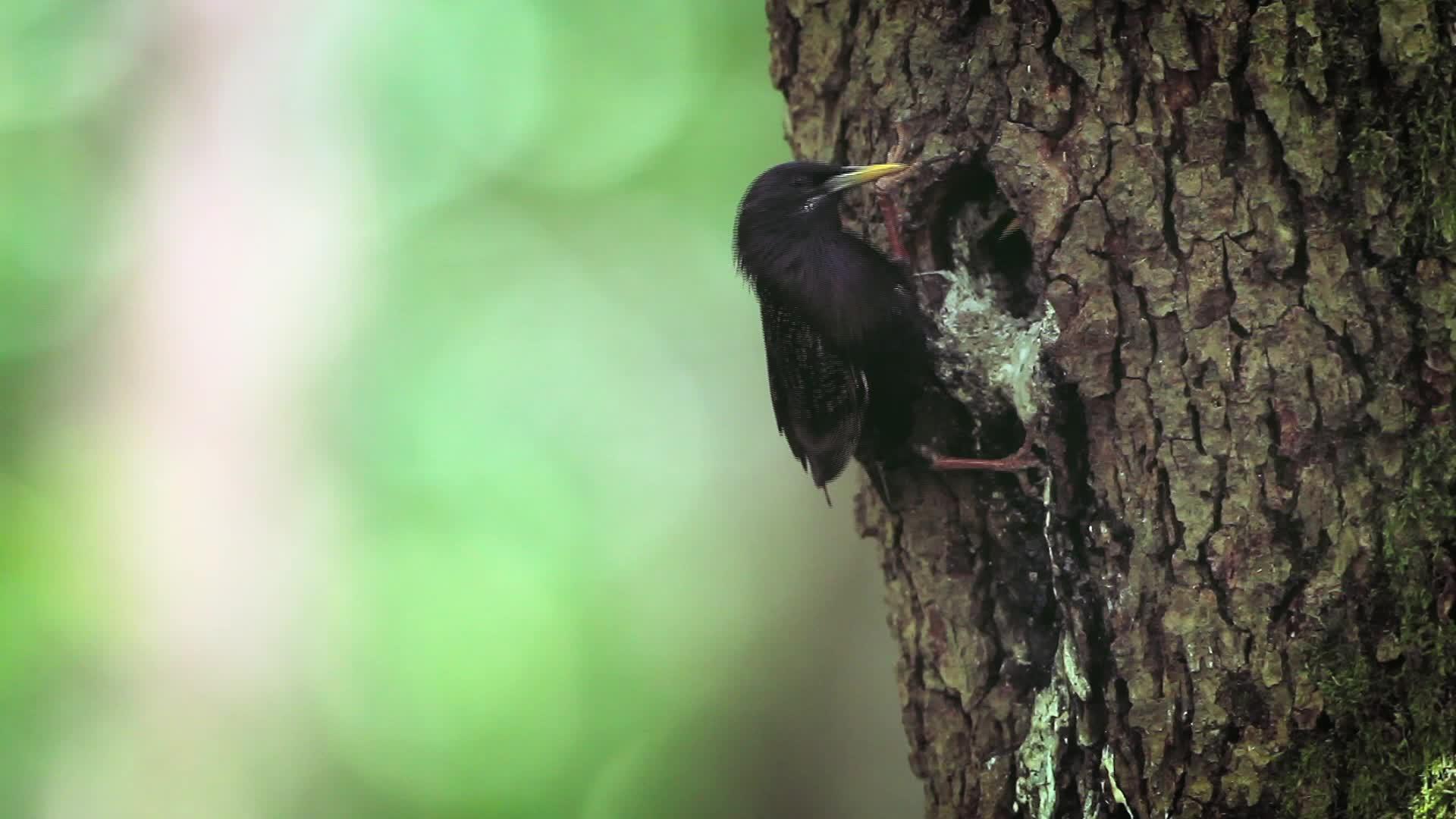 弗朗塞州的鸟视频的预览图