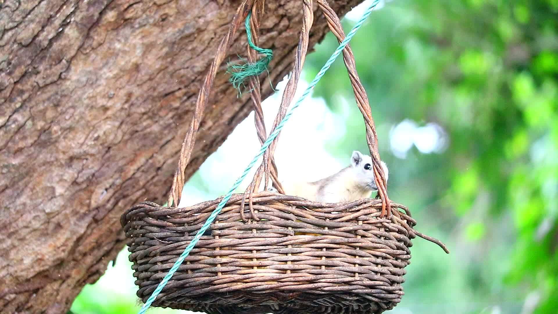 松鼠在花园树上的篮子里吃水果视频的预览图