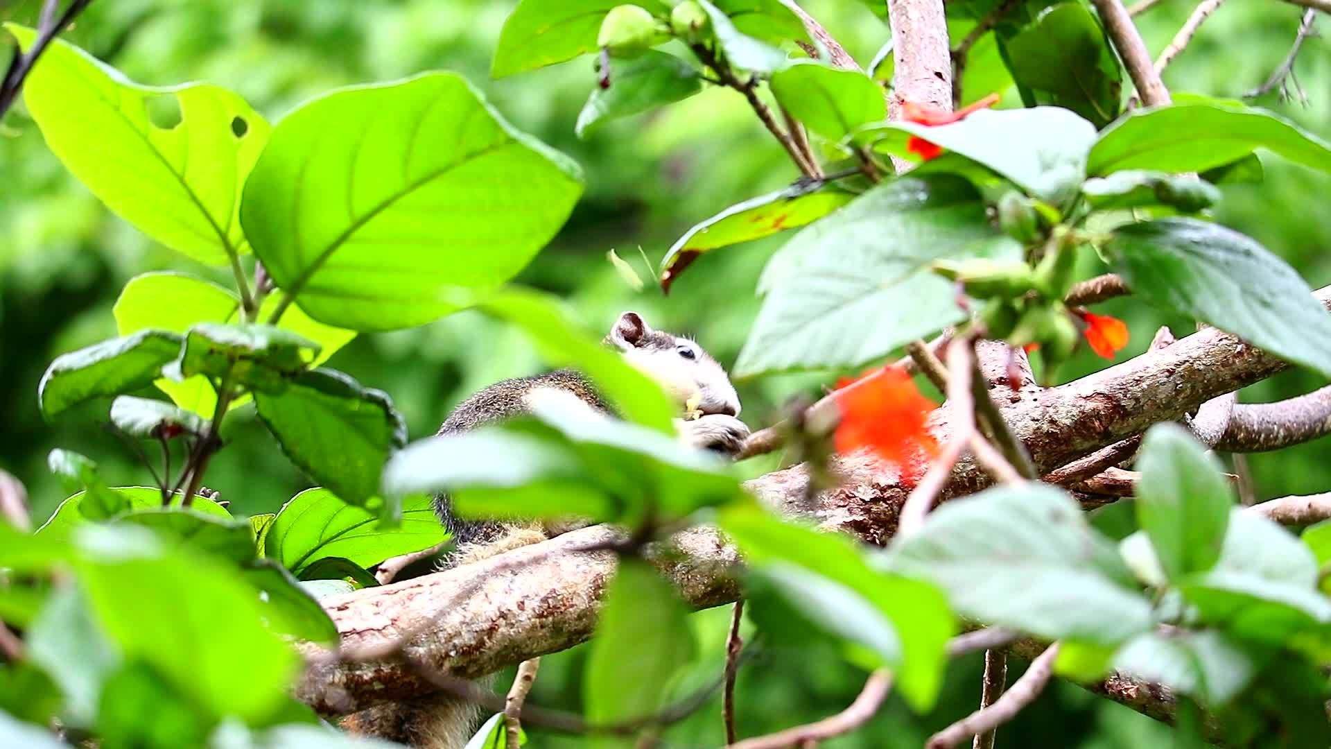 松鼠在树枝上种果视频的预览图