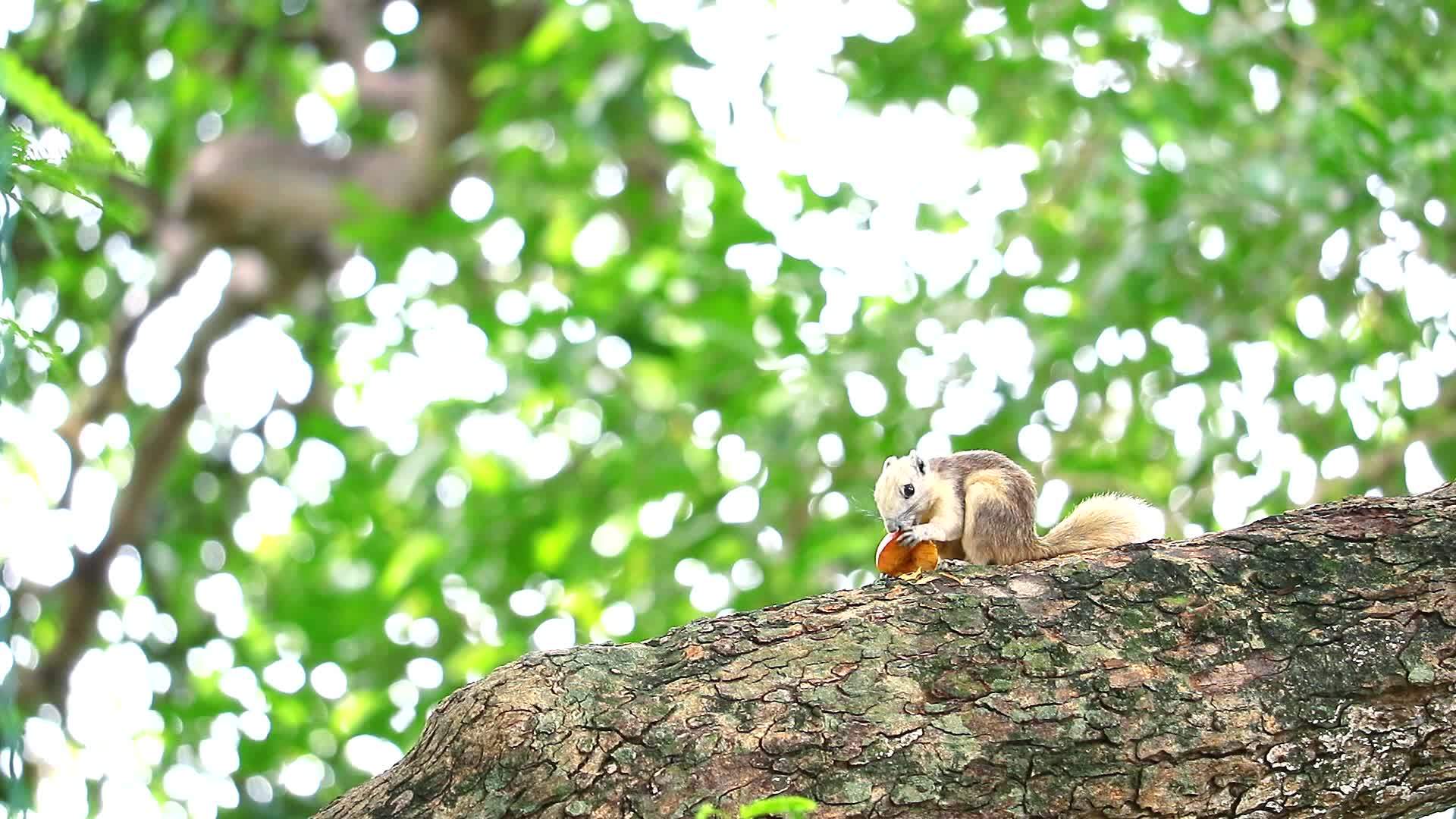 松鼠在树枝上吃花园里的果实视频的预览图