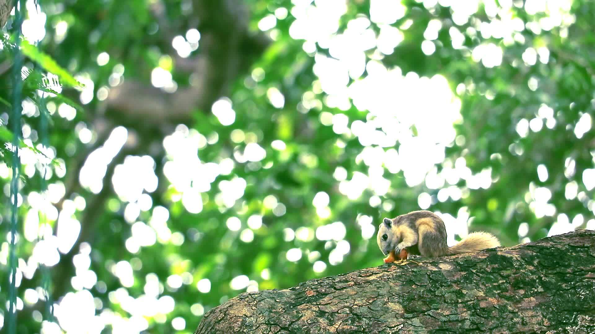 松鼠在花园里吃水果在树枝上视频的预览图