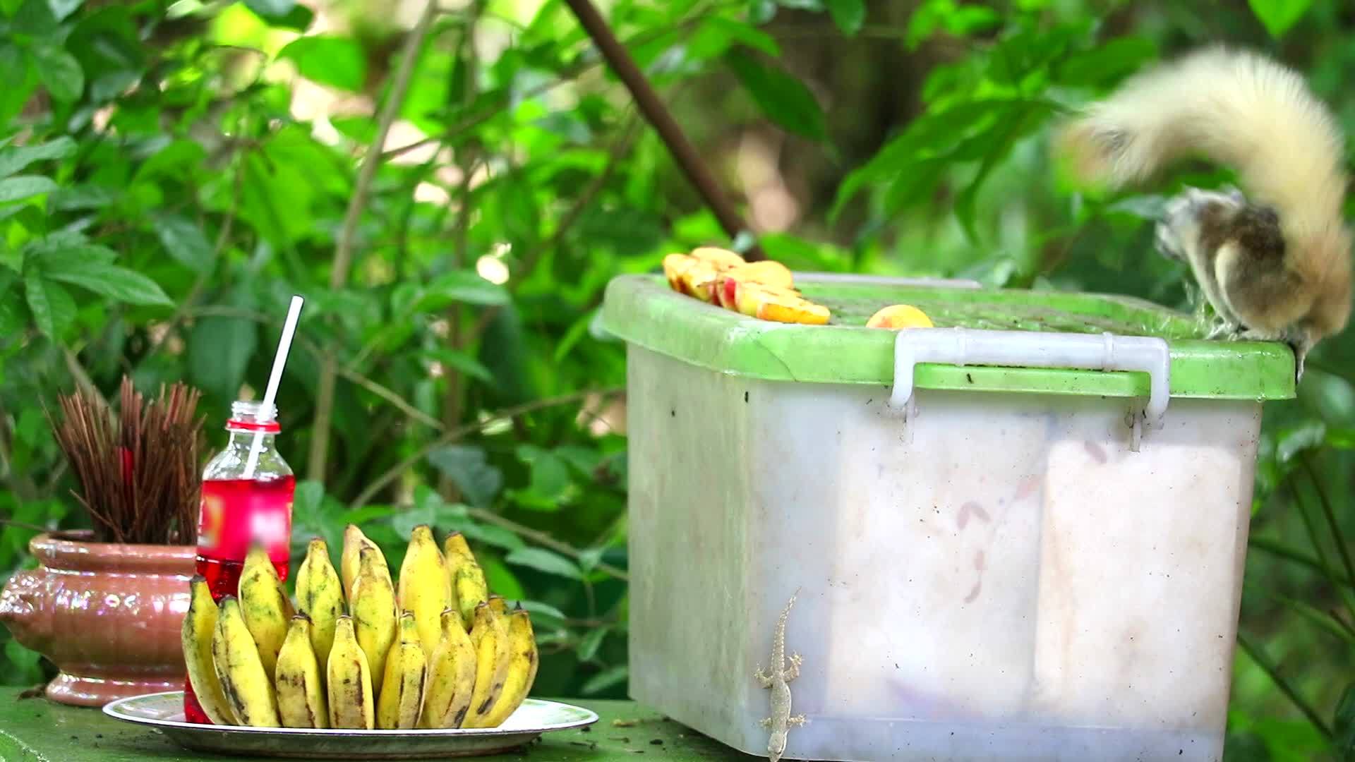 吃花园果实的松鼠视频的预览图