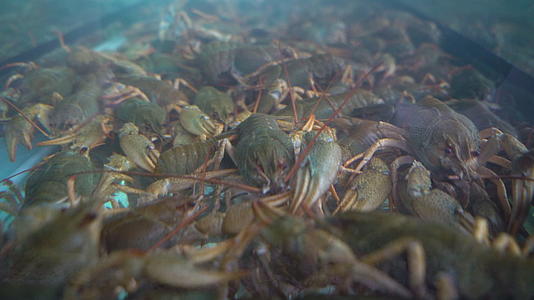 水族馆里的活龙虾视频的预览图