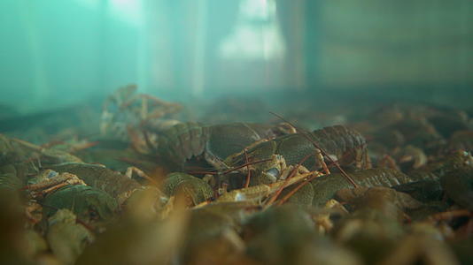 活龙虾在水族馆里爬行近距离拍摄视频的预览图