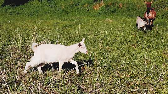 山羊宝宝在草地上慢慢地走着视频的预览图