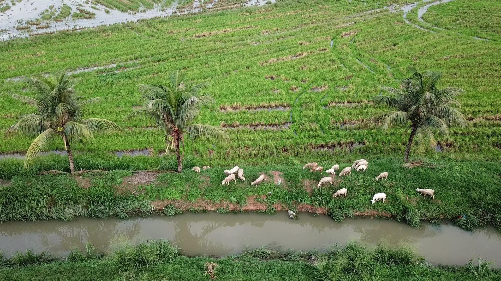 山羊在田边放牧草地视频的预览图