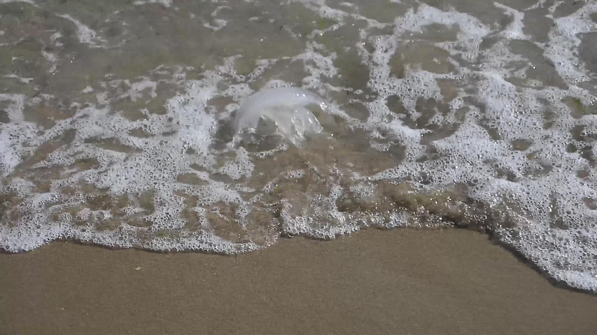 岸边的死水母视频的预览图