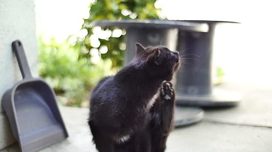 黑猫抓慢动作视频的预览图