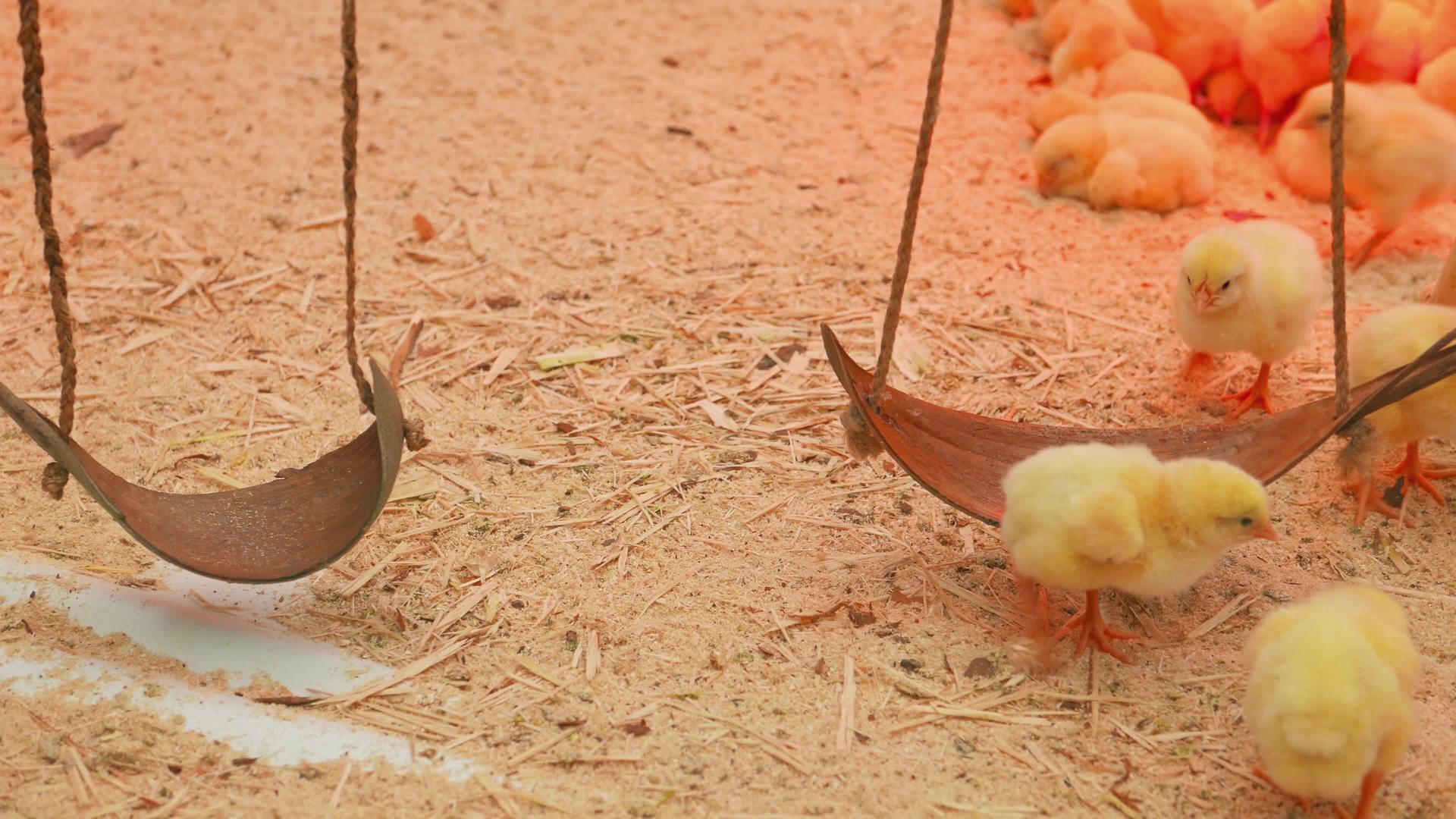 鸡在垫子上放松和玩耍视频的预览图