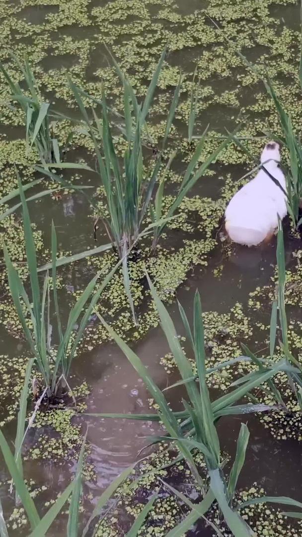 在稻田里玩鸭子视频的预览图