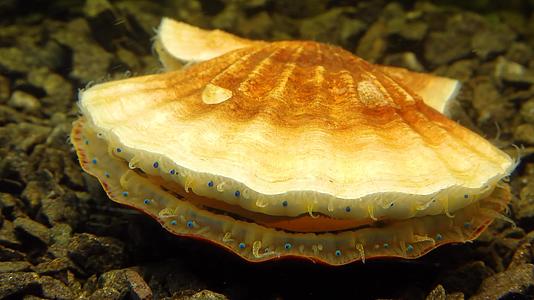 两valevy软动物平滑扇贝(flecopectenglaberponticus)黑海地壳上的小蓝眼视频的预览图