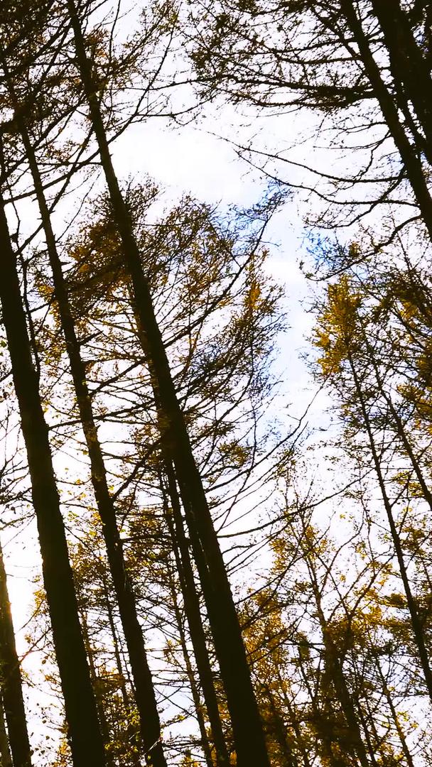 秋林森林公园阿尔山视频的预览图