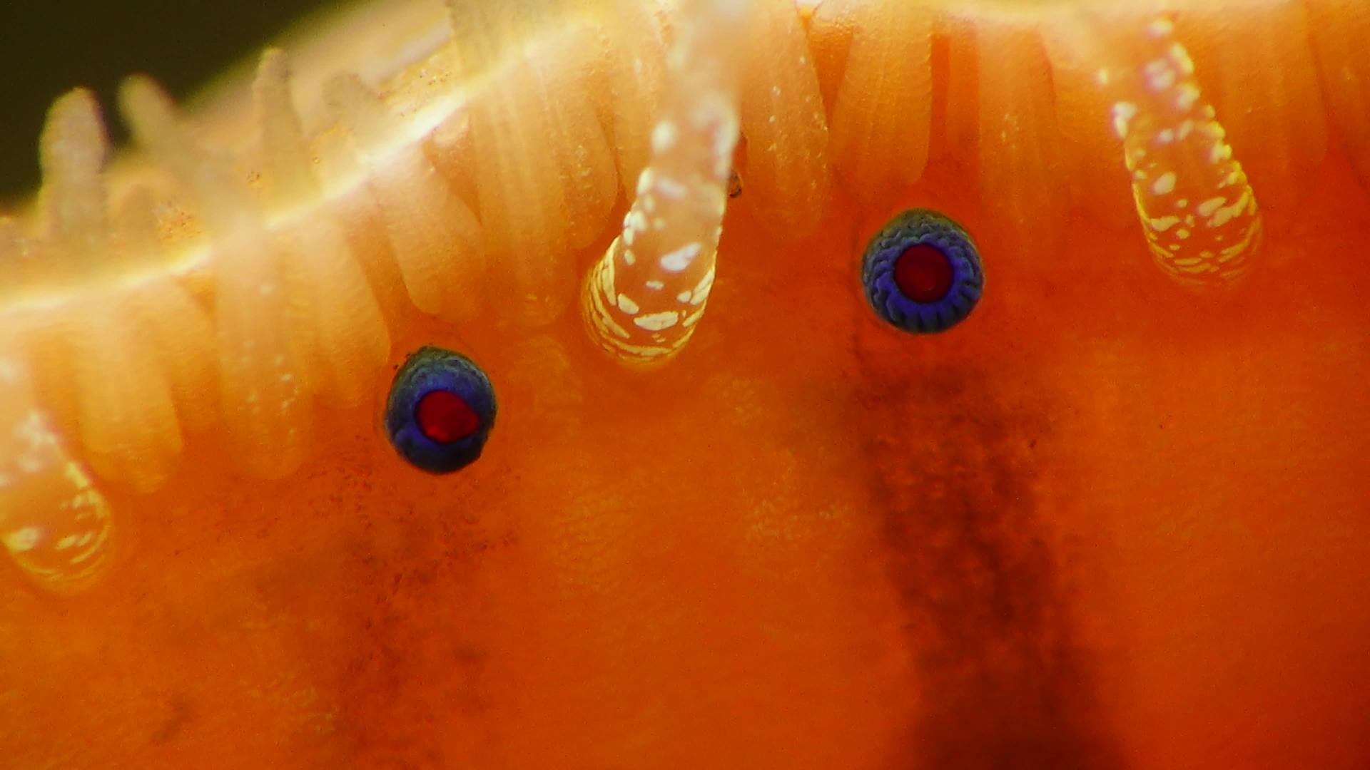 扇贝壳上的小蓝眼视频的预览图