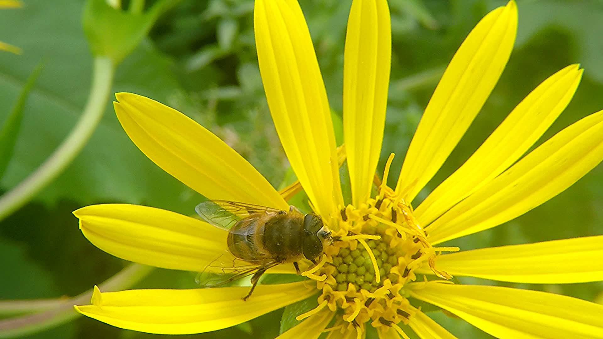 悬浮的苍蝇在黄色的花朵上方视频的预览图