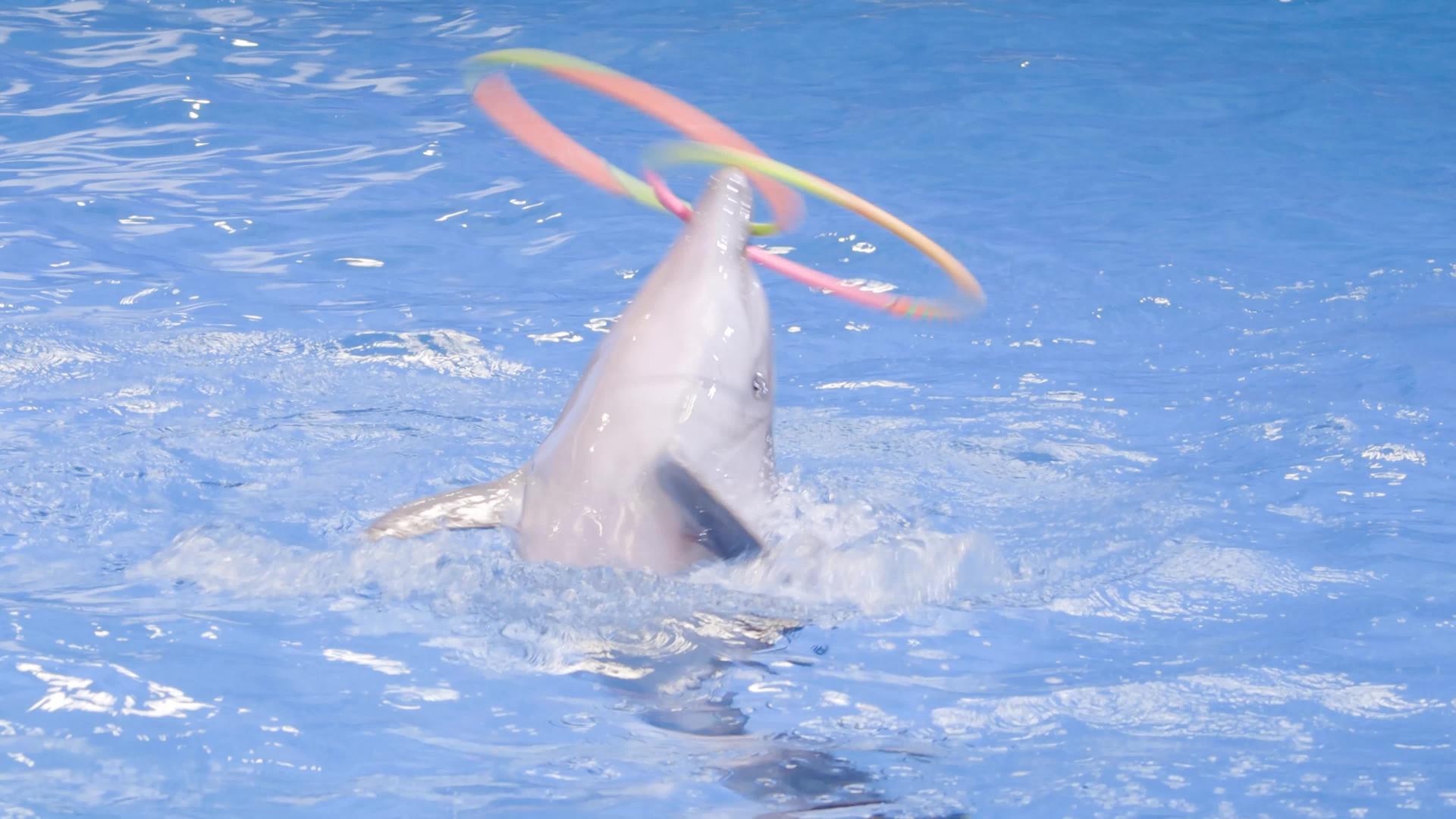 在海豚表演期间训练有素的海豚在游泳池中盘旋虐待动物的概念海洋动物训练的概念视频的预览图