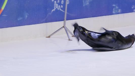 在海豚表演中训练有素的海豹在脖子上扭了一个箍虐待动物的概念动物训练的概念视频的预览图