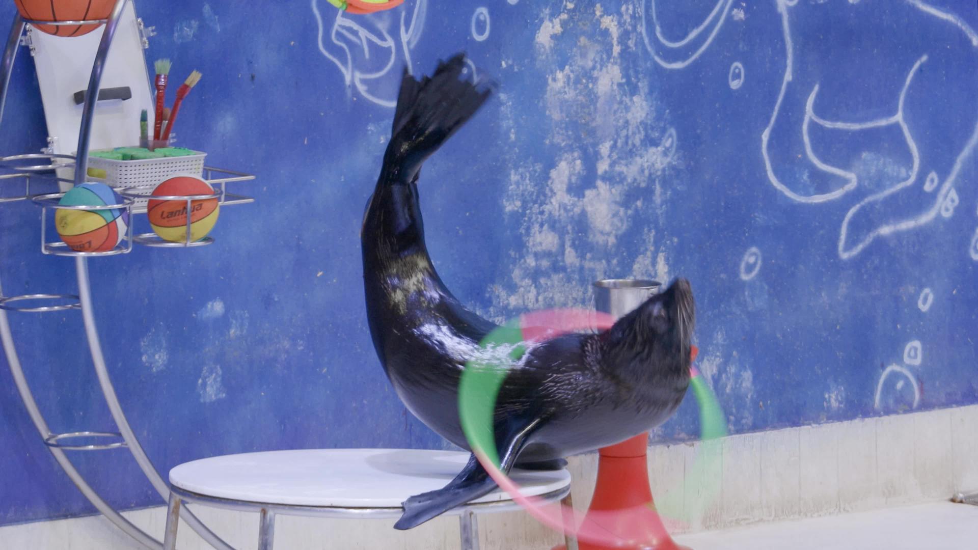 海豚表演视频的预览图