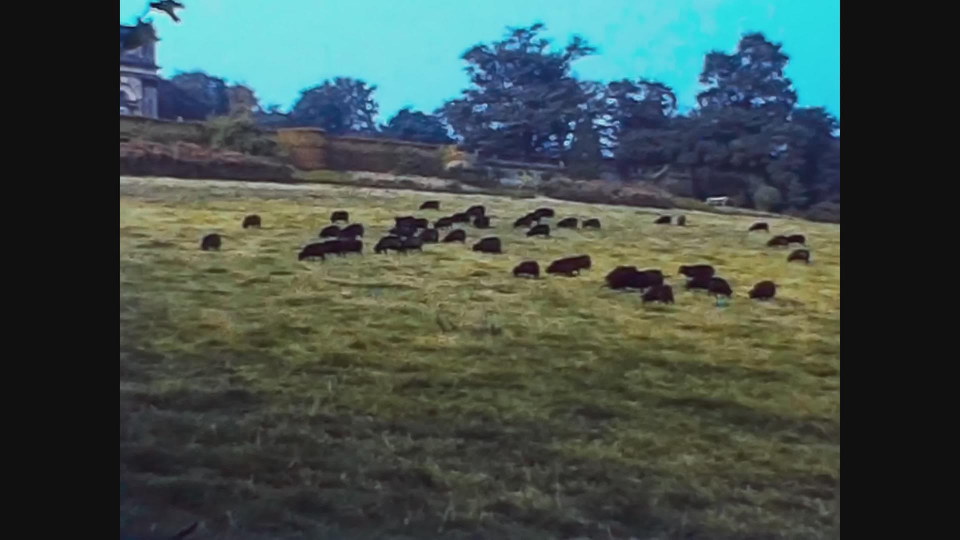 1970年联合王国放牧动物视频的预览图