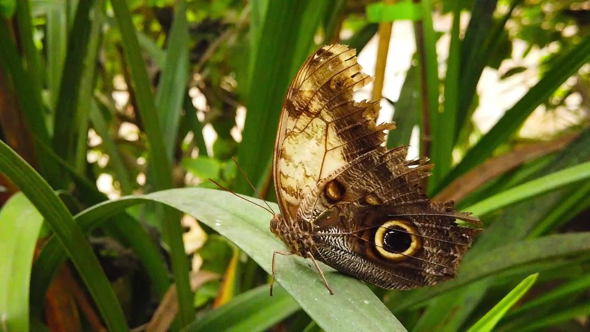 蝴蝶在绿叶上视频的预览图