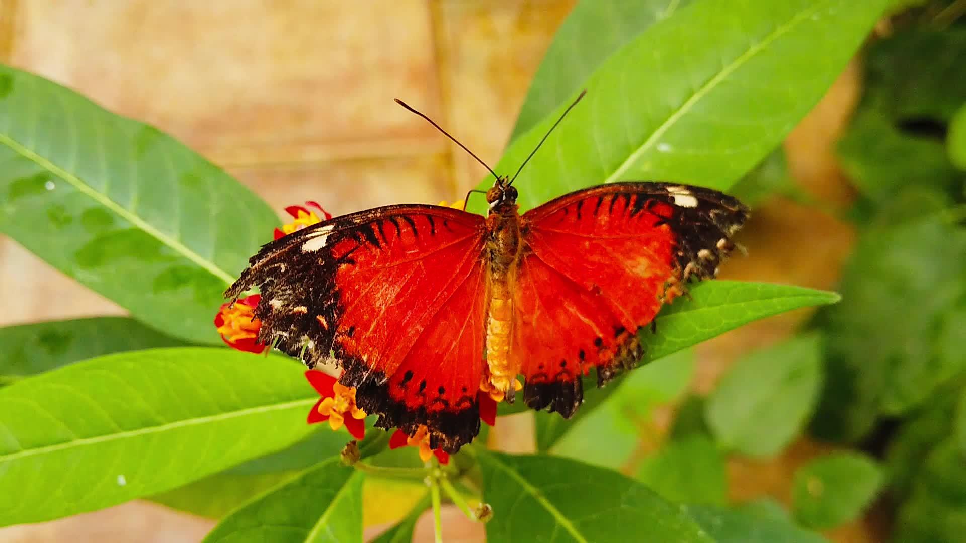 红丝蝴蝶在2号热带牛奶藻上挂着撕裂的翅膀视频的预览图