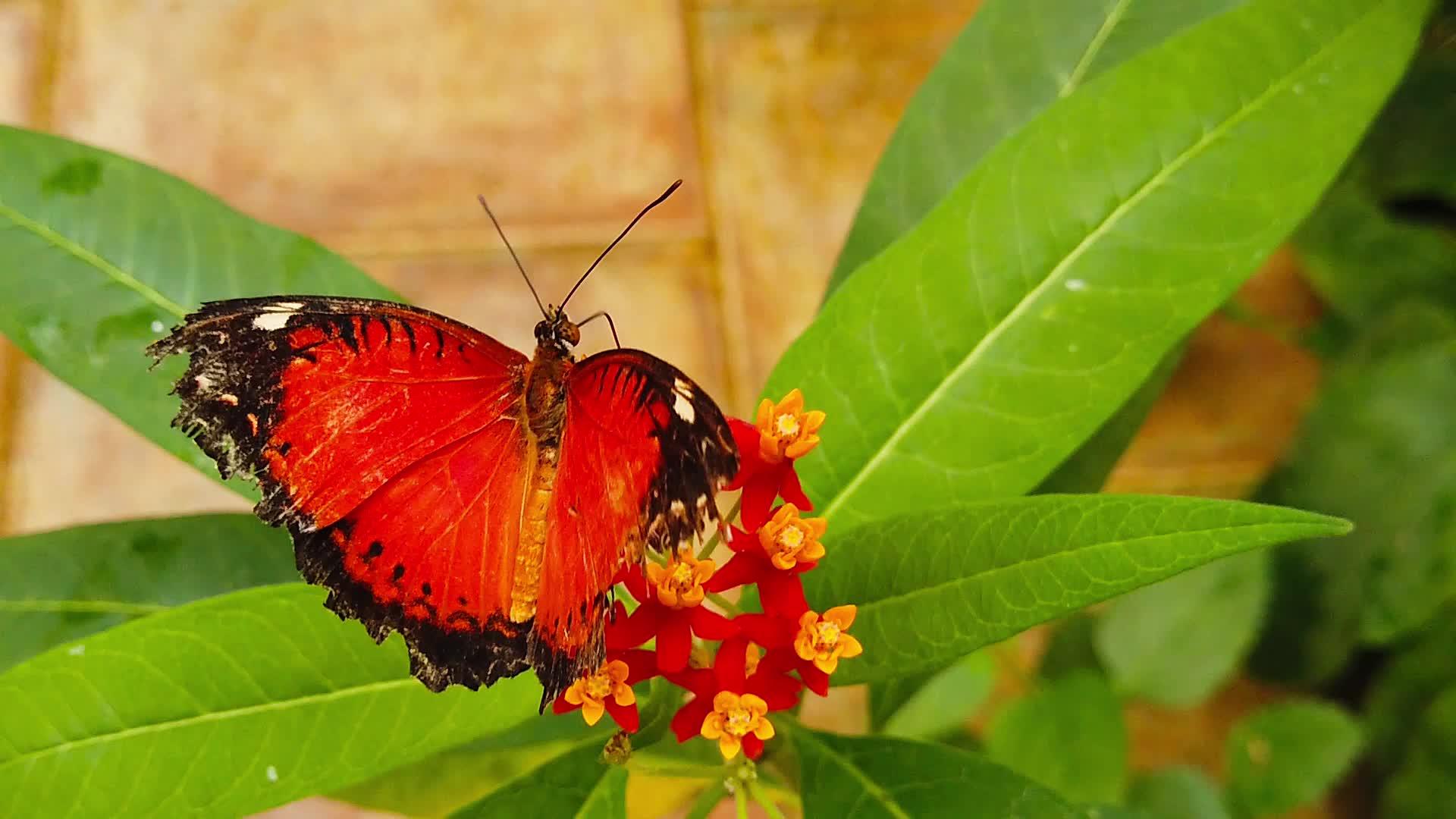 红色的蝴蝶视频的预览图
