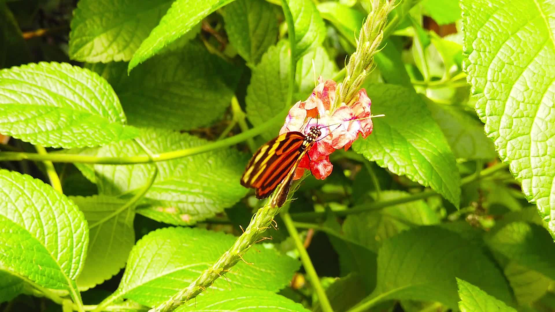 老虎条纹蝴蝶收集花蜜视频的预览图