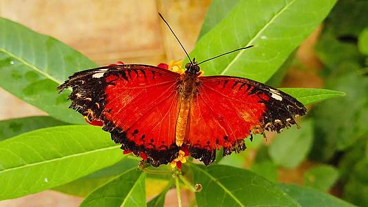 红丝蝴蝶挂在热带奶草1号上翅膀被割破视频的预览图