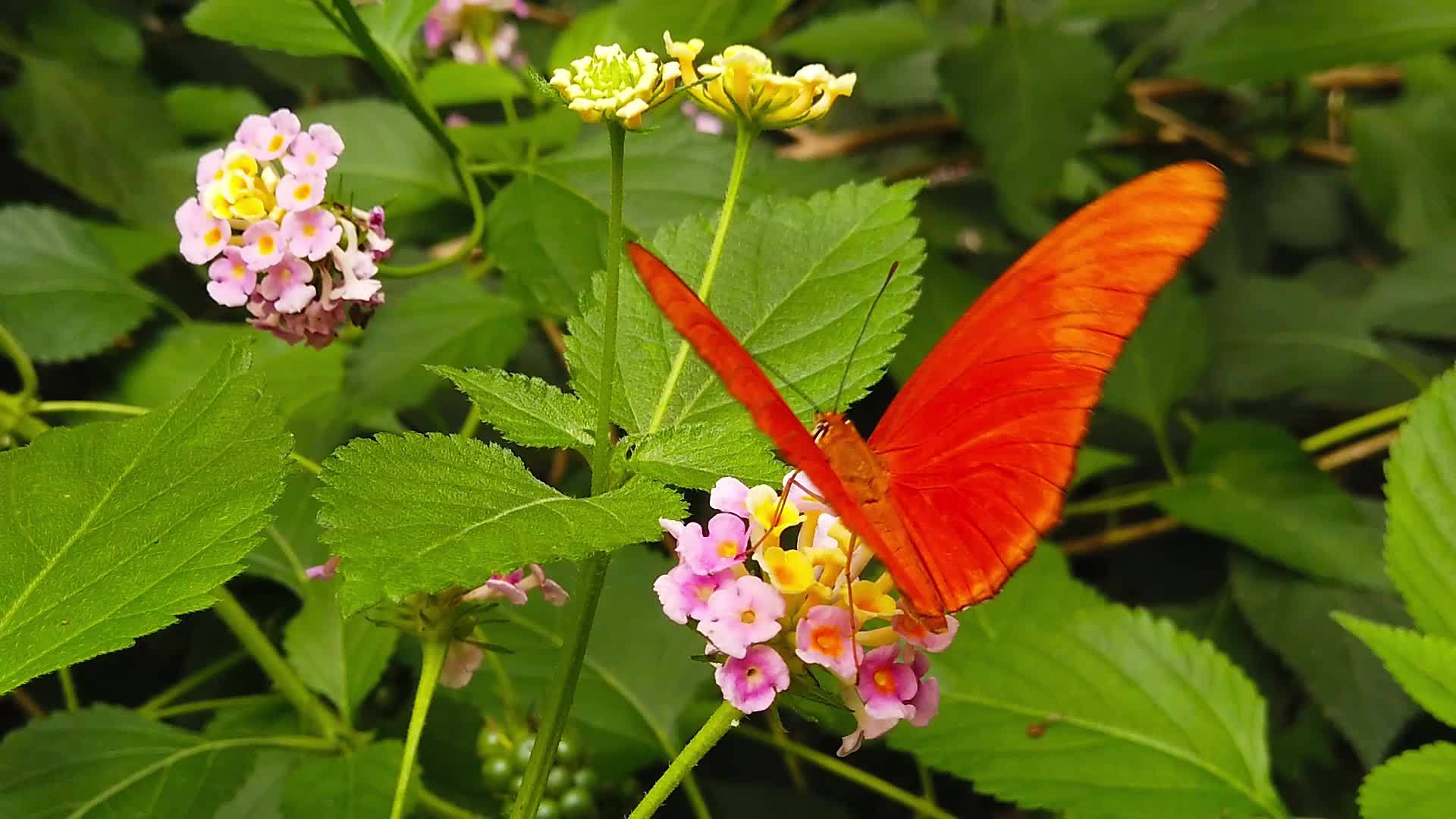 马拉花上的蝴蝶视频的预览图