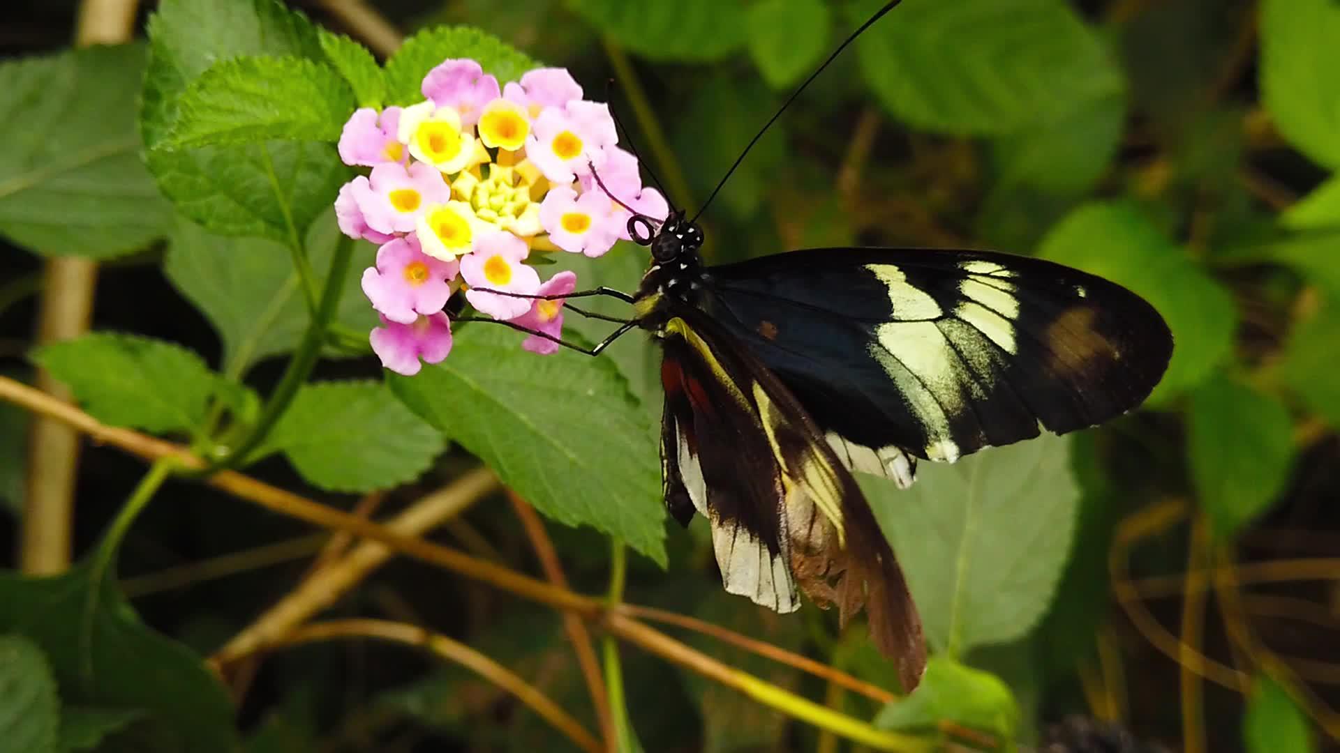亚特兰大卡马拉蝴蝶视频的预览图